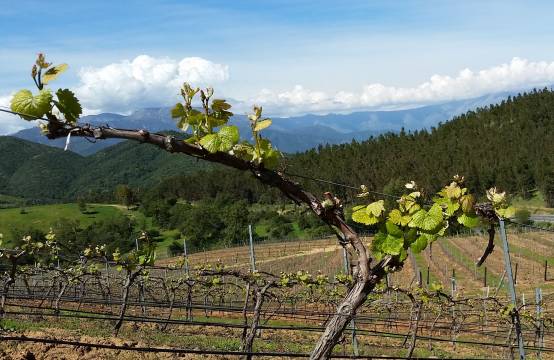 Malbec in de wijngaard in Maipo